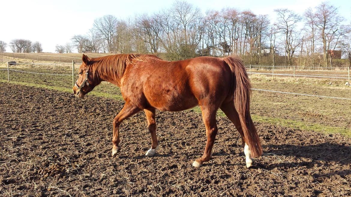 Arabisk fuldblod (OX) Bahia bint abhat ox billede 14