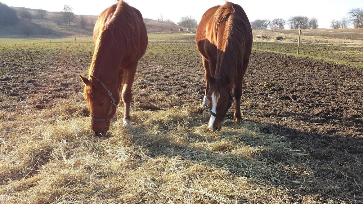 Arabisk fuldblod (OX) Bahia bint abhat ox billede 15