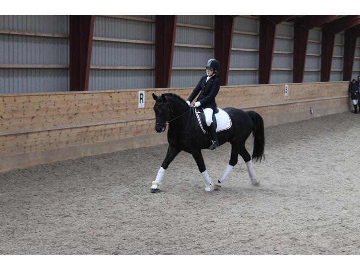 New Forest Kronborggaards Gigolo billede 1