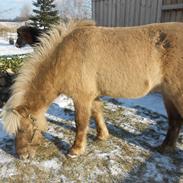 Islænder Kristall fra Granbakken