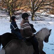 Islænder Kristall fra Granbakken