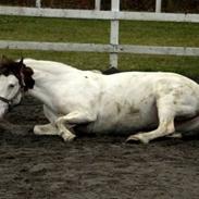 Hollandsk Sportspony ANGEL