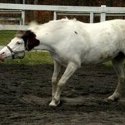 Hollandsk Sportspony ANGEL