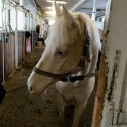 DSP Chanel *rideskole*