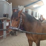 DSP Stidsbjergs Chasmin