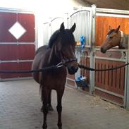 DSP Stidsbjergs Chasmin