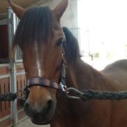 DSP Stidsbjergs Chasmin