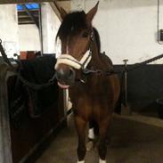 DSP Stidsbjergs Chasmin