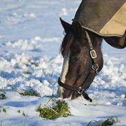 Anden særlig race Lady Guenevere