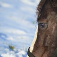 Anden særlig race Lady Guenevere