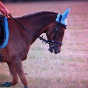 Tysk Sportspony Perfect delight