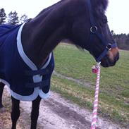 Anden særlig race Sanara [Min Part]