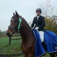 Dansk Varmblod Camaro Tagegaard 