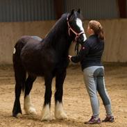 Irish Cob walk of life ( Liam )
