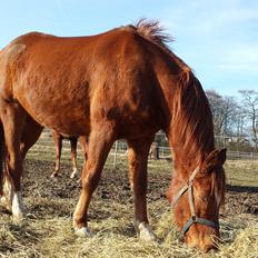 Arabisk fuldblod (OX) Mudafir ox