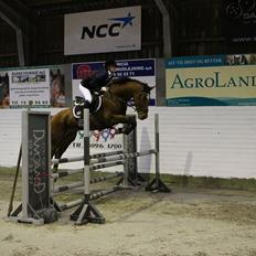 Hollandsk Varmblod Beauty LA Elsmös