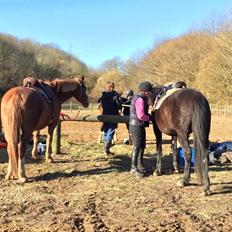 Anden særlig race Nelly Soleil [Himmelhest]