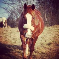 Anden særlig race Nelly Soleil [Himmelhest]