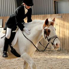 Pinto Two Eyed Shaggy 