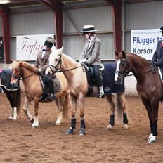 Anden særlig race Plet