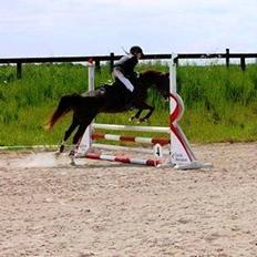 Anden særlig race Plet