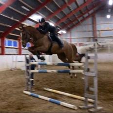Tysk Oldenburger Bladsgaards Windy Sky