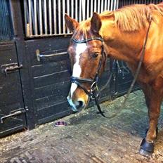 Knabstrupper Max bounty