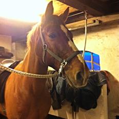 Knabstrupper Max bounty