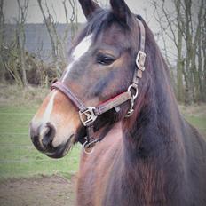 New Forest Bøgelys Jasmin
