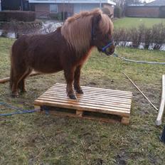 Shetlænder Elvis (solgt)