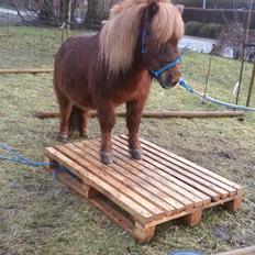 Shetlænder Elvis (solgt)