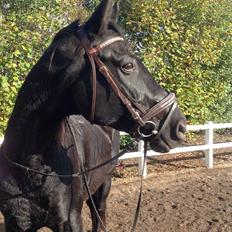 Anden særlig race Meesei 