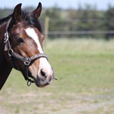 DSP Lundgaards Friday