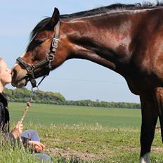 DSP Lundgaards Friday