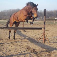 Anden særlig race Mason