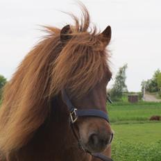 Shetlænder Sofus