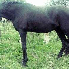 Dansk Varmblod Imhoff's freedom