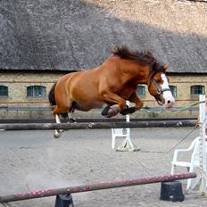 Anden særlig race Cornelius junior