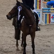 Hollandsk Varmblod Quiben Z