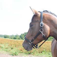 Dansk Varmblod Kiara ''Soulmate''