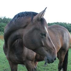 Dansk Varmblod Kiara ''Soulmate''