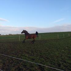 Dansk Varmblod Lacor HH (Solgt)