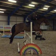 Dansk Varmblod Lacor HH (Solgt)