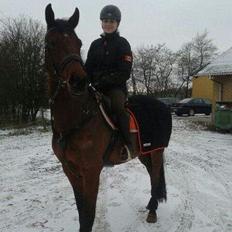 Dansk Varmblod Lacor HH (Solgt)