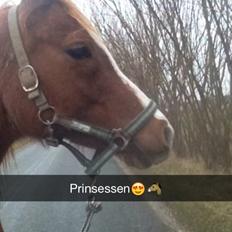 Arabisk fuldblod (OX) Fedra