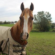 Arabisk fuldblod (OX) Fedra