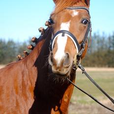 Dansk Varmblod Moselunds Chili