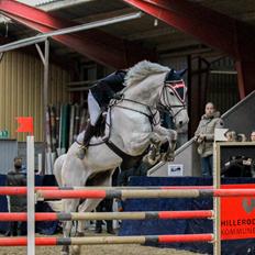 Dansk Varmblod Camari