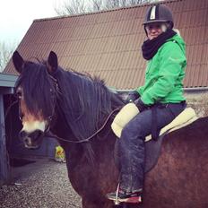 Nordsvensk Skovhest Nanny