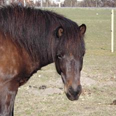 Islænder Hind